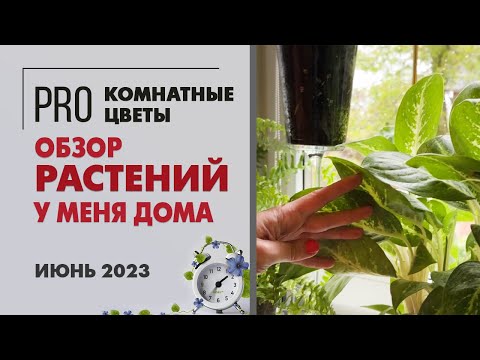 Видео: Обзор растений у меня дома. Второй этаж. Июнь 2023.