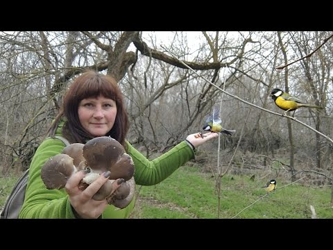 Видео: А на острове грибном, чудеса одни кругом! 29.12.2024.