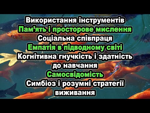 Видео: Морські ДРУЗІ — РОЗУМНІШІ, ніж здається
