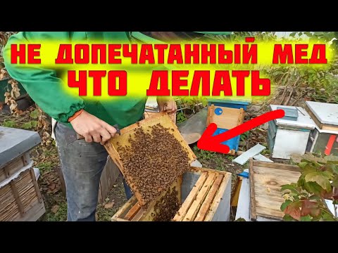 Видео: Сбор пчел в зиму. Не печатный мед в рамках для зимовки пчел, что делать? Осенние работы на пасеке