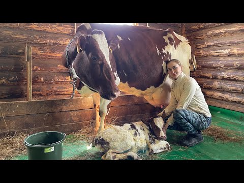 Видео: Отёл Айрширской коровы в поле.Очень крупный телёнок.Помогаю Бусе