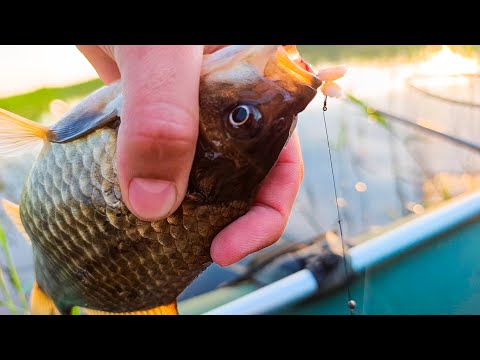 Видео: На ПЕРЛОВКУ клюёт ТОЛЬКО КРУПНЫЙ!! Заплыл с ПОПЛАВКОМ в ДЕБРИ КАМЫША, и НАЛОВИЛ!!