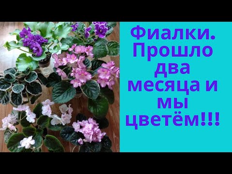 Видео: Фиалки. Первое цветение, цветоносы обрывать? Сорт и спорт в моей коллекции.