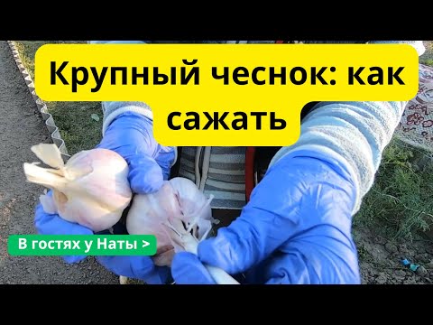 Видео: Озимый чеснок без ошибок: 2 лучших способа для богатого урожая!🧄