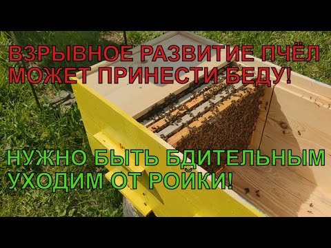 Видео: Ускоренное развитие предвестник роения будьте бдительны тонкости и расширение лежака☝️🐝🐝