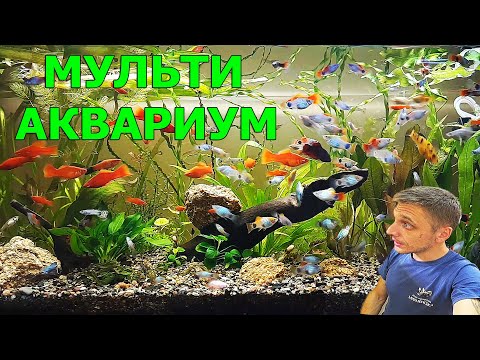 Видео: Мульти аквариум. Беременная самка. Посылка. Разводня живородок