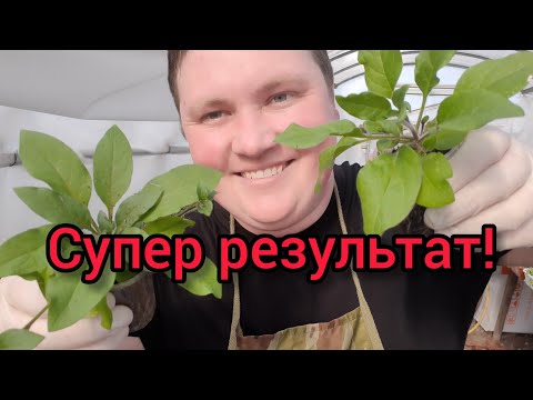 Видео: Петуния СУПЕР-ГИГАНТ  в стопочке! 😍Я же обещал!🌱