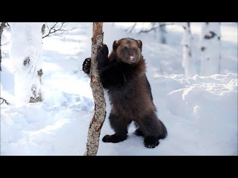 Видео: Люди спасают попавших в беду диких животных. Часть 3