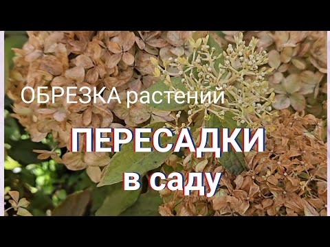 Видео: ОБРЕЗКА растений.🍂ПЕРЕСАДКИ в саду🍂