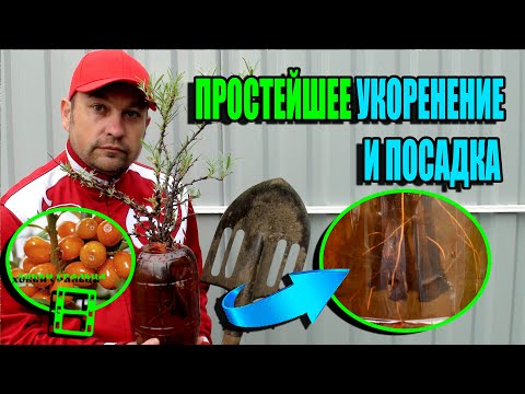 Видео: УКОРЕНЕНИЕ ЧЕРЕНКОВ ОБЛЕПИХИ (РАЗМНОЖЕНИЕ ОБЛЕПИХИ) И ПОСАДКА. ЭКОСАД (ОГОРОД) И ТЕПЛИЦА 22-17