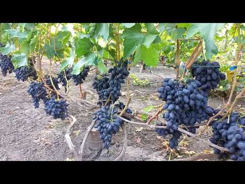 Видео: Виноград Рембо і Атос 2023