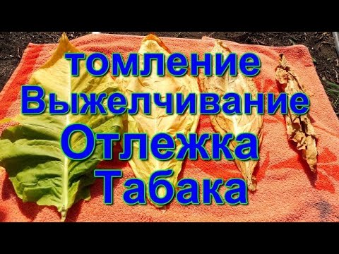 Видео: Табак - Томление - Выжелчивание - Отлёжка.