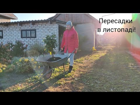 Видео: Пересадки гортензій в листопаді! Обрізка Гібіскусів! Прибрала троянди!