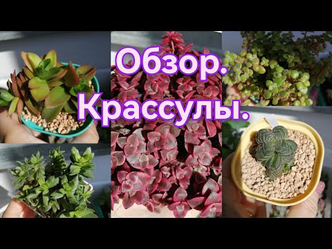 Видео: 🌿💮Моя коллекция крассул💮🌿. Обзор🤗🌹