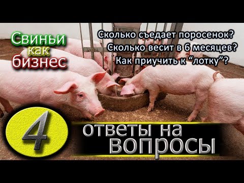 Видео: СКОЛЬКО ЕСТ ПОРОСЕНОК