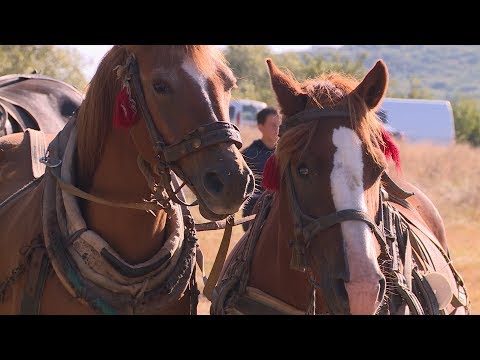 Видео: На Снятинщині відбулися кінні змагання «Сила коней - 2019»