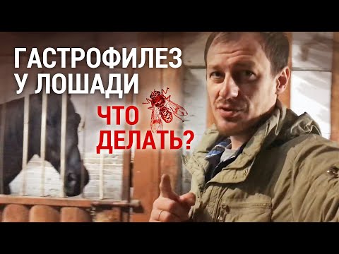 Видео: Гастрофилез у лошади: что делать?
