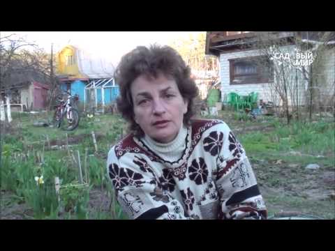 Видео: Как сажать детки гладиолусов. Сайт "Садовый мир"