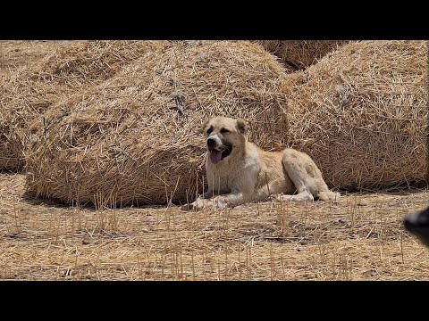 Видео: Волчий ров Аборигенные Волкодавы гор Нохур!