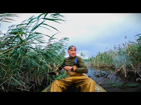 Видео: Охота на утку и фазана Октябрь 2024 г