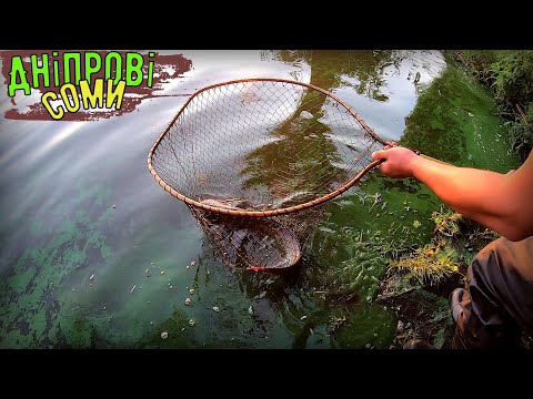 Видео: Спека+49.Черпаємо підсаком Дніпрових Сомів, аж гай шумить !!!
