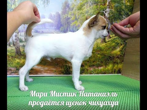 Видео: ЦЕНЫ НА ЩЕНКОВ породы ЧИХУАХУА и ЧИХУА мини- ПОЧЕМУ ТАКИЕ РАЗНЫЕ ? Стоимость собаки породы ЧИХУА ХУА