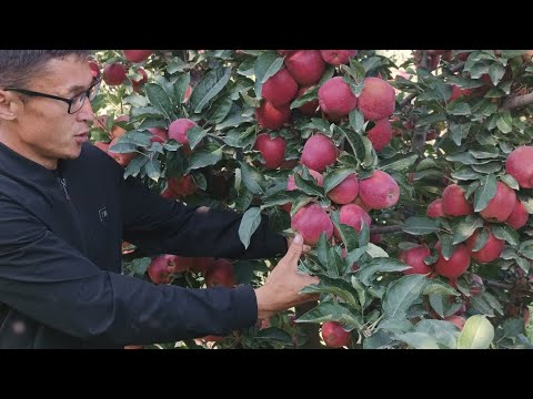 Видео: Кыргызстандын эң алдыңкы, алма бактарынын бири