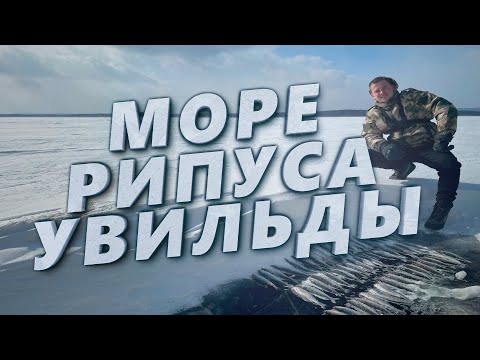 Видео: ПОЙМАЛ МОРЕ РИПУСА ЗА ДЕНЬ! Рыбалка на увильдах