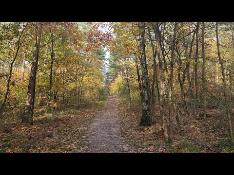 Видео: Как я увеличиваю количество ШТАММОВ ГРИБОВ И БАКТЕРИЙ ( Продаю семена томатов)