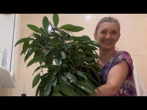 Видео: МОИ ГИГАНТСКИЕ ХОЙИ 🪴 УКОРЕНЯЮ ЧЕРЕНКИ 🧐