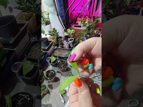 Видео: Укоренение 10 хойи