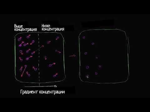 Видео: Введение в диффузию (видео 2)| Мембранный транспорт | Биология