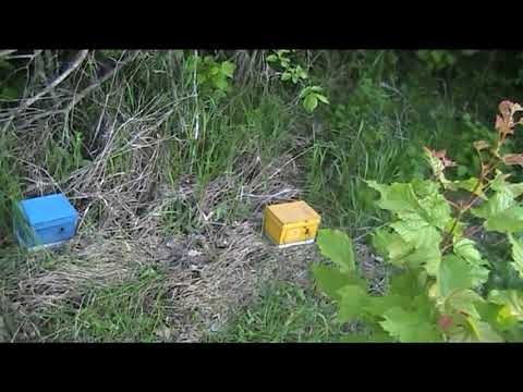 Видео: причины слета пчел из микронуклеусов