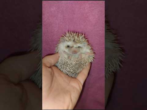 Видео: 🥰Ёжик красавчик. Cute and funny hedgehog 🦔. #ezhikafro #hedgehog #gold #cutebaby #cuteanimals #love