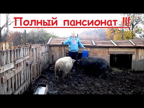 Видео: Чем кормить свиней Венгерская Пуховая МАНГАЛИЦА // Полный рацион // Вовкин Двор!