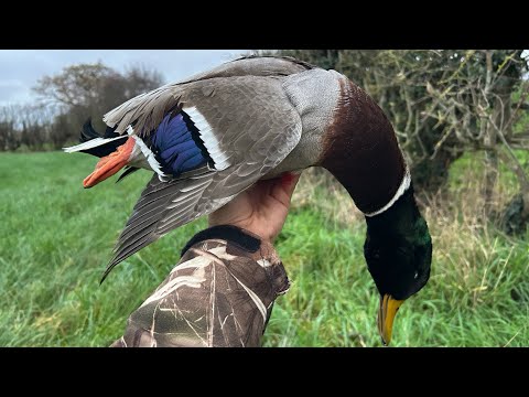 Видео: Охота на уток и гусей в Великобритании | От рассвета до заката