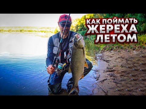 Видео: Как поймать жереха летом?!