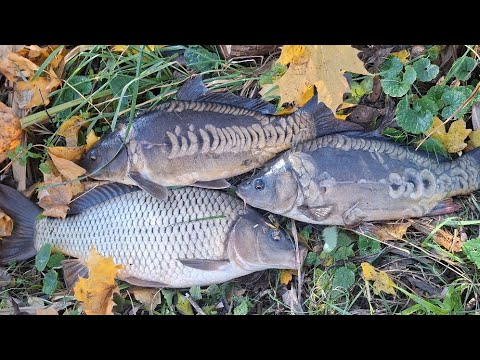 Видео: Такого я не очікував корпи вийшли вечері на мілину! 