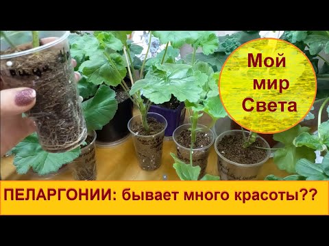Видео: ПЕЛАРГОНИИ: бывает мало места для красоты!!!
