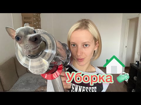 Видео: Уборка в доме , в котором живут собаки! #уборка #собака #чихуахуа