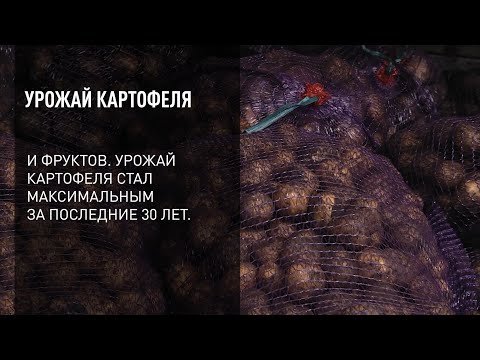 Видео: Урожай картофеля