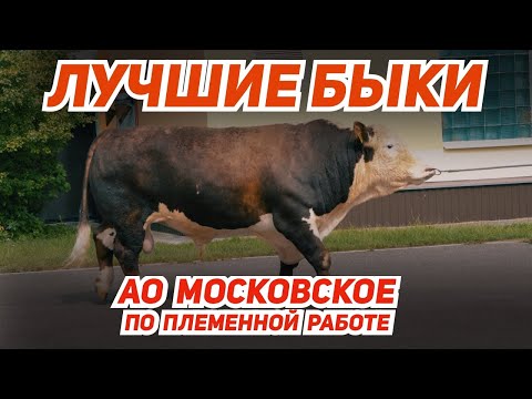 Видео: Лучшие быки для успешного животноводства! АО "Московское" по племенной работе