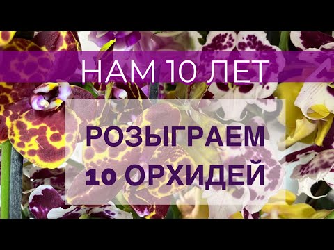 Видео: Обзор поставки🌸НАМ 10 ЛЕТ💃🏼💃🏼💃🏼розыграем 10 орхидей/