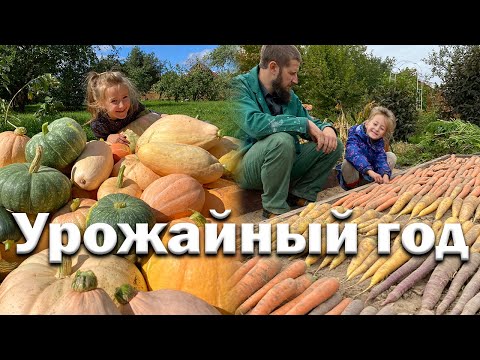 Видео: Урожайное лето // Жизнь в деревне