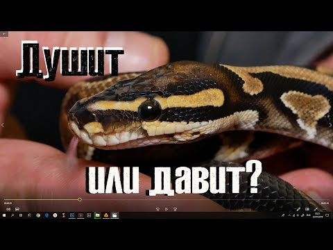 Видео: Такой королевский королевский питон
