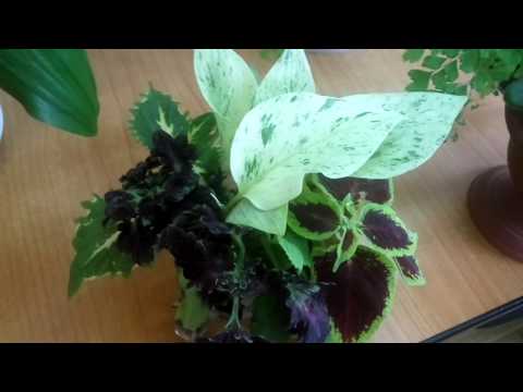 Видео: ДРЕМИОПСИС разговоры и обзоры