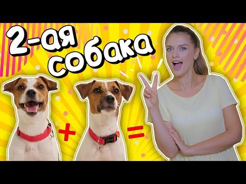 Видео: ВТОРАЯ СОБАКА В ДОМЕ | Правила дружного существования двух собак🐶❤🐶