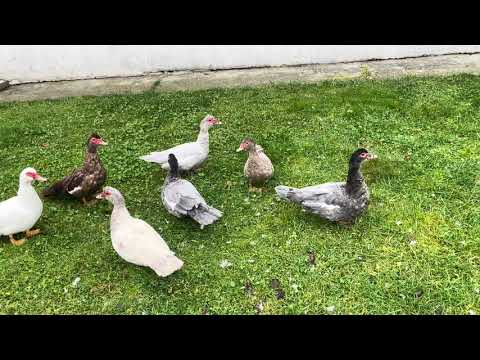 Видео: Визуальное сравнение размеров мускусных уток прошлого года
