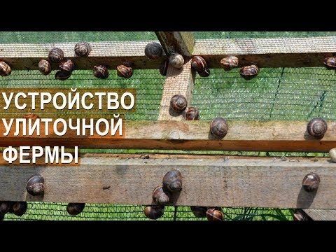 Видео: Улиточная ферма Сергея Балаева. Устройство улиточной фермы. Брудер для улиток.