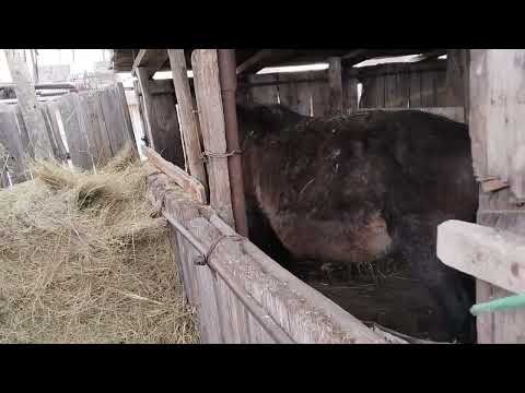 Видео: Үйірдегі Айғыр сатылды, Байтал буазба?#байтал #айғыр #байге #horse